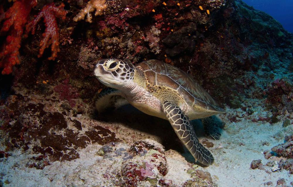 Coral reefs harbour most of the world's marine diversity and are critical to many human communities who rely on them for a range of goods and services (Photo: Mark Ziembicki)