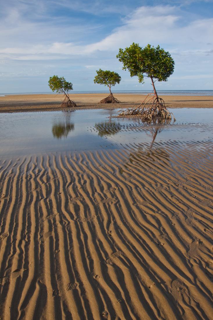 Mangroves are important habitats for marine life, they act as filters for land-based run-off and protect nearby coral reefs, seagrass beds and coastal areas (Photo: Mark Ziembicki)